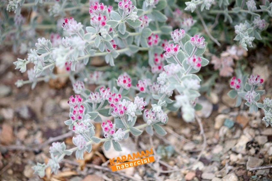 Dünyada Sadece Karaman'da Yetişiyor 1