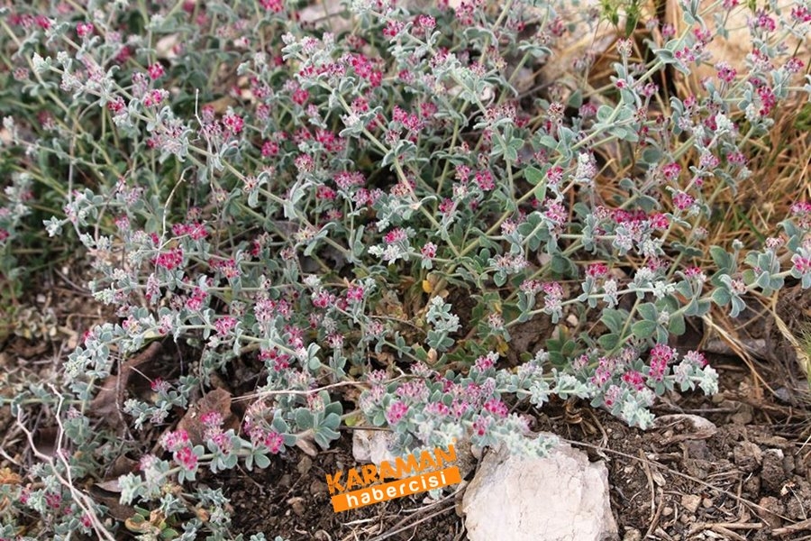 Dünyada Sadece Karaman'da Yetişiyor 2