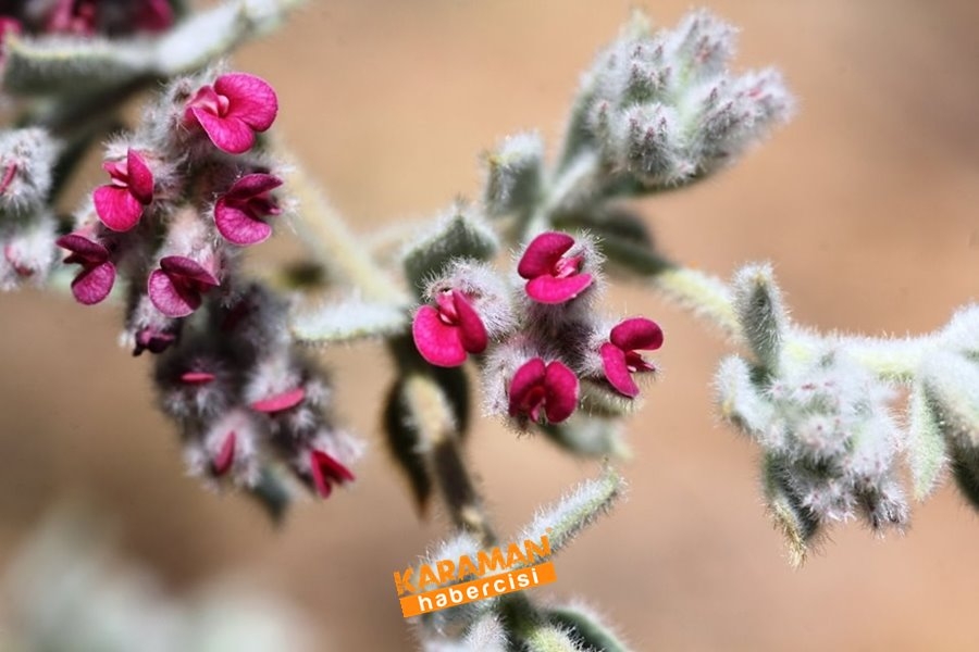 Dünyada Sadece Karaman'da Yetişiyor 5