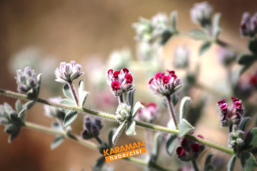 Dünyada Sadece Karaman'da Yetişiyor 6