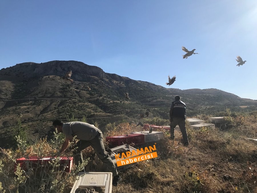 Karaman'da Kınalı Keklik Salınımı 1