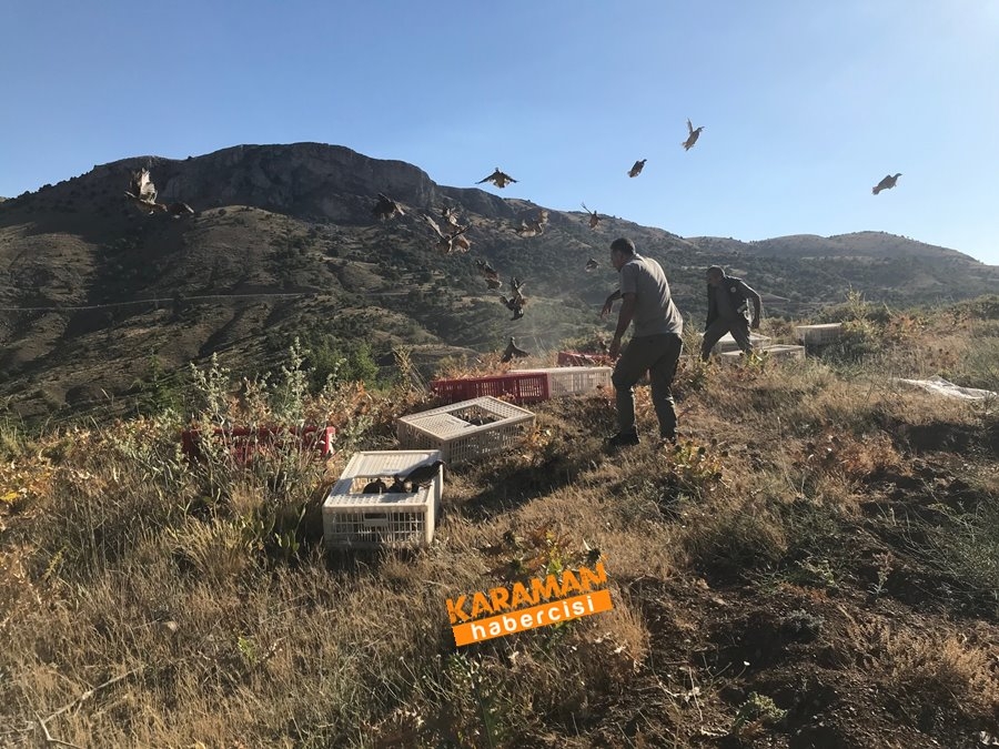 Karaman'da Kınalı Keklik Salınımı 2
