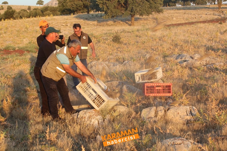 Karaman'da Kınalı Keklik Salınımı 3