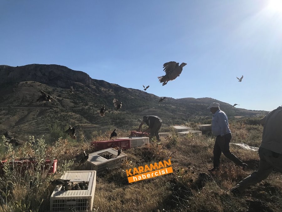 Karaman'da Kınalı Keklik Salınımı 4