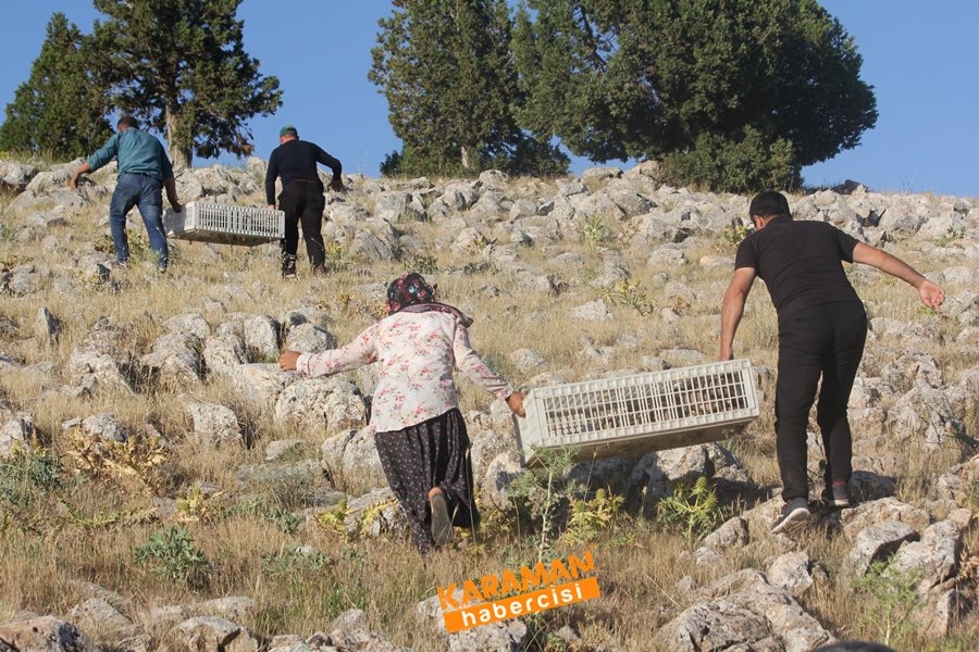 Karaman'da Kınalı Keklik Salınımı 5