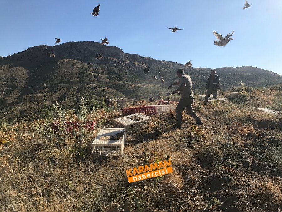 Karaman'da Kınalı Keklik Salınımı 6