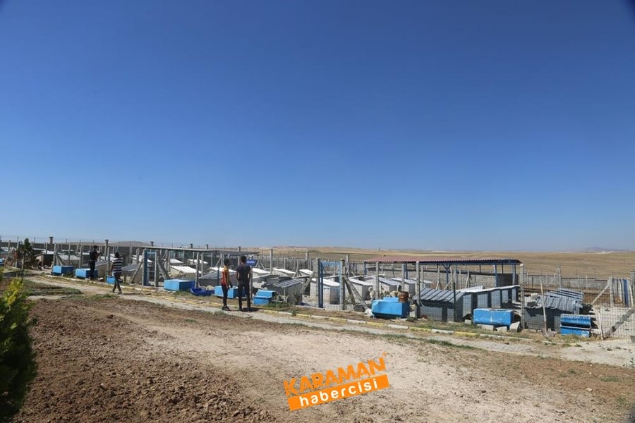 Karaman Hayvan Barınağı 1