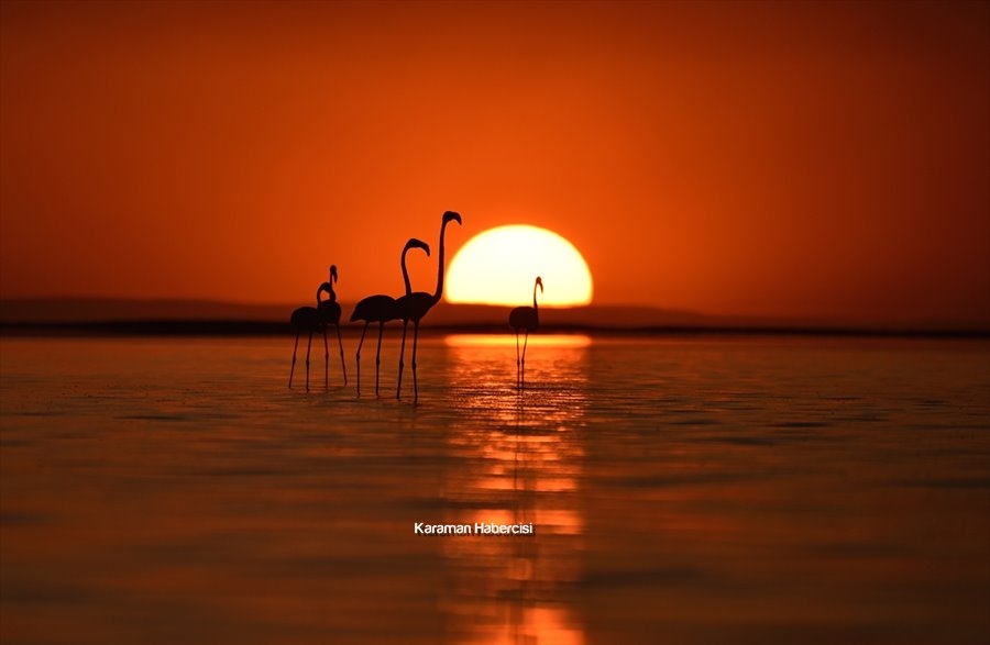 Tuz Gölü'nde Yavru Flamingo Şöleni 1
