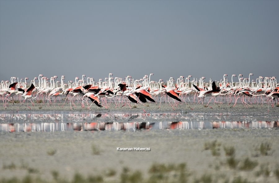 Tuz Gölü'nde Yavru Flamingo Şöleni 10