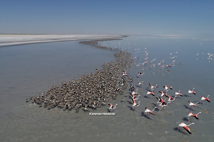 Tuz Gölü'nde Yavru Flamingo Şöleni 11