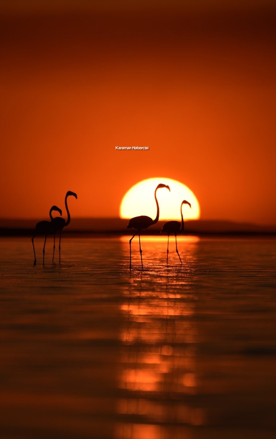 Tuz Gölü'nde Yavru Flamingo Şöleni 12