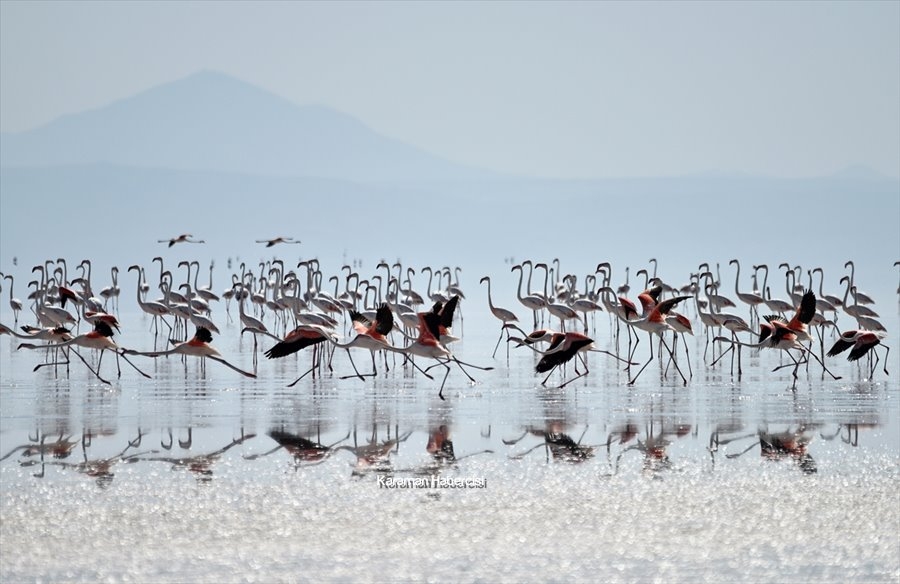 Tuz Gölü'nde Yavru Flamingo Şöleni 13