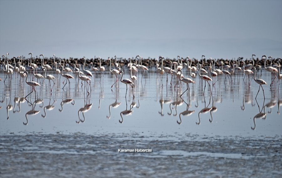 Tuz Gölü'nde Yavru Flamingo Şöleni 14