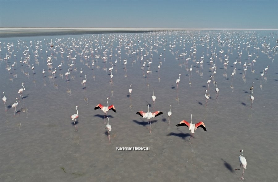 Tuz Gölü'nde Yavru Flamingo Şöleni 15