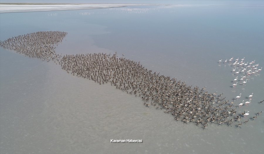 Tuz Gölü'nde Yavru Flamingo Şöleni 16