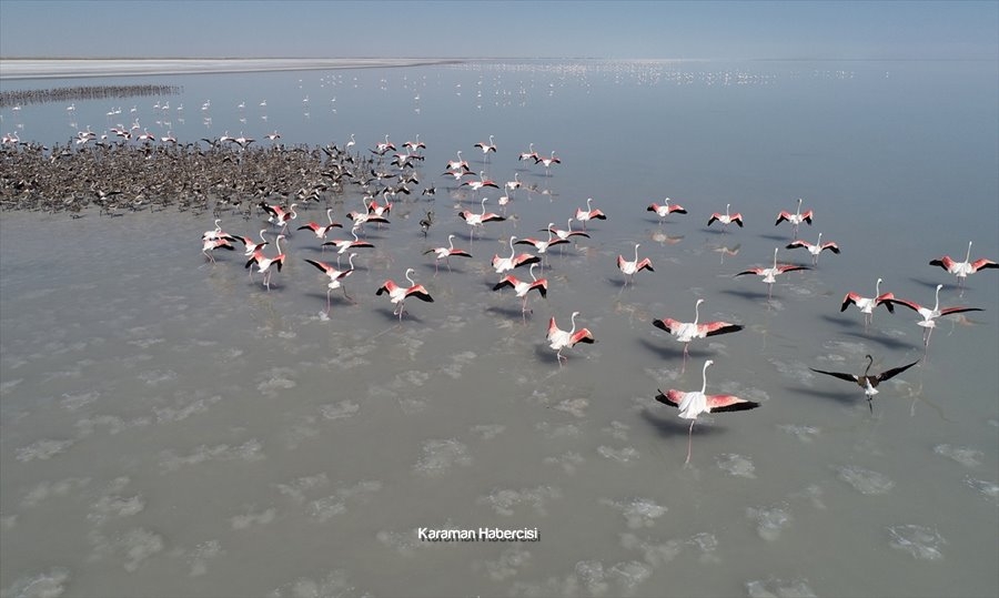 Tuz Gölü'nde Yavru Flamingo Şöleni 17