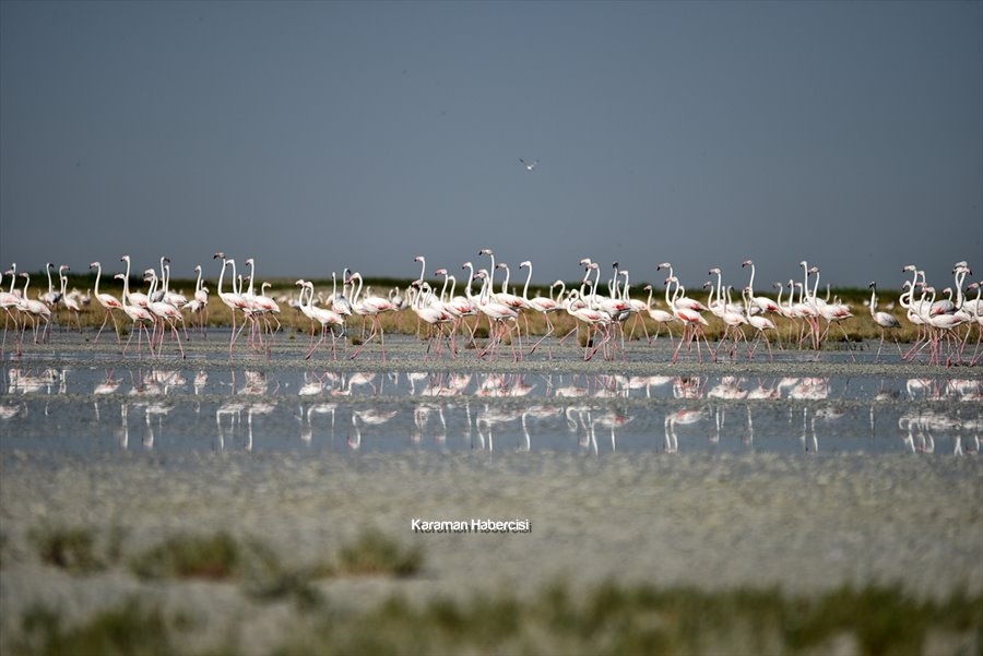Tuz Gölü'nde Yavru Flamingo Şöleni 18