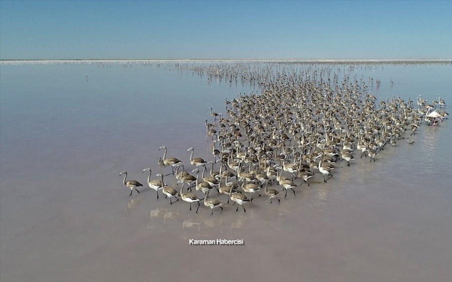 Tuz Gölü'nde Yavru Flamingo Şöleni 19