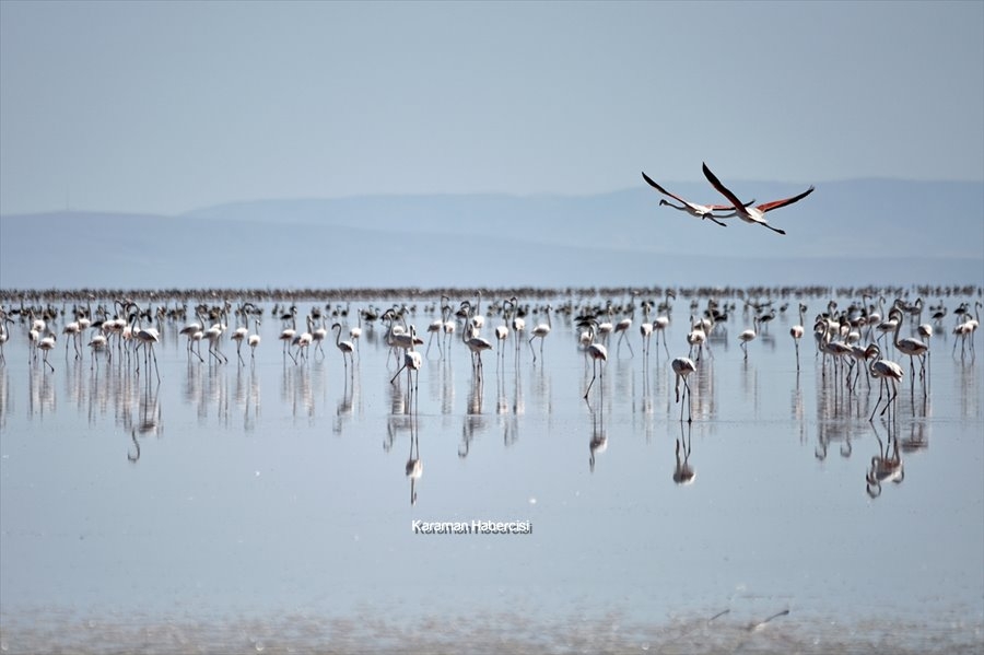 Tuz Gölü'nde Yavru Flamingo Şöleni 2