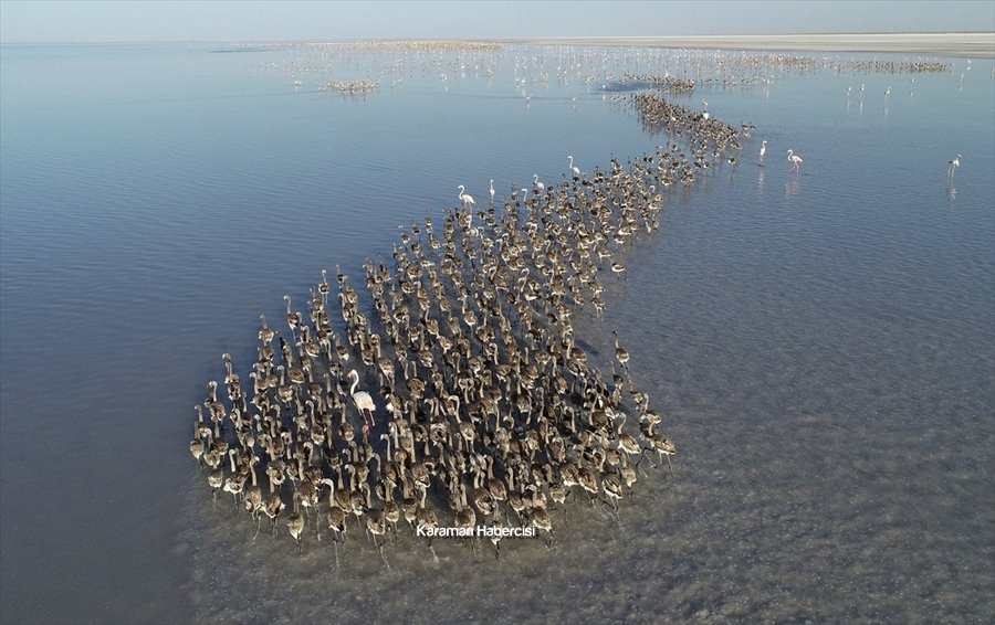 Tuz Gölü'nde Yavru Flamingo Şöleni 20