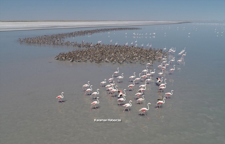 Tuz Gölü'nde Yavru Flamingo Şöleni 22