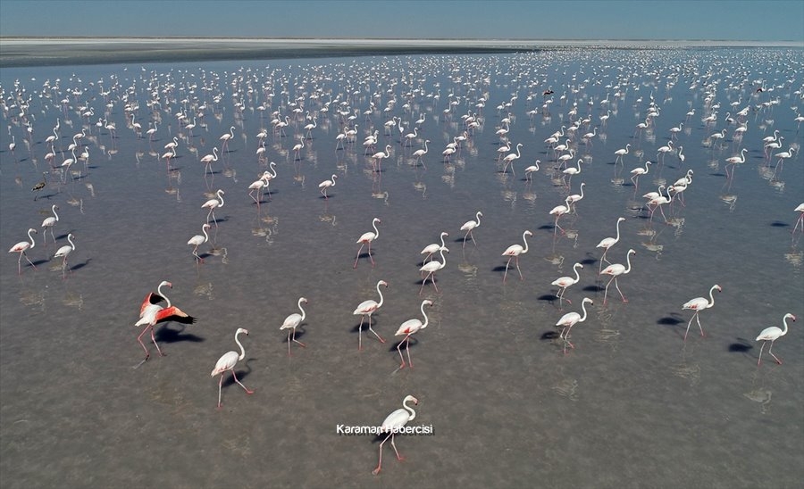 Tuz Gölü'nde Yavru Flamingo Şöleni 23
