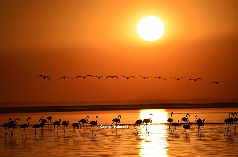 Tuz Gölü'nde Yavru Flamingo Şöleni 24