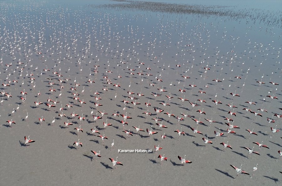 Tuz Gölü'nde Yavru Flamingo Şöleni 25