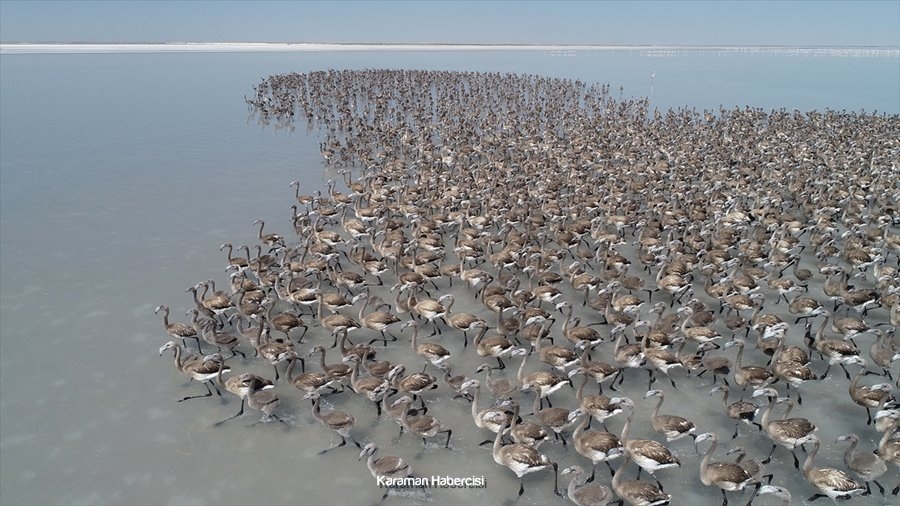 Tuz Gölü'nde Yavru Flamingo Şöleni 27