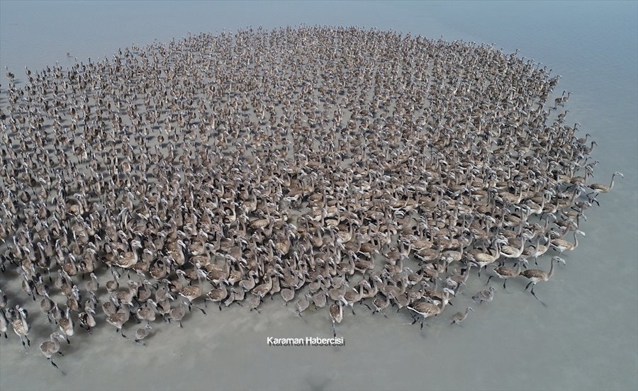 Tuz Gölü'nde Yavru Flamingo Şöleni 28