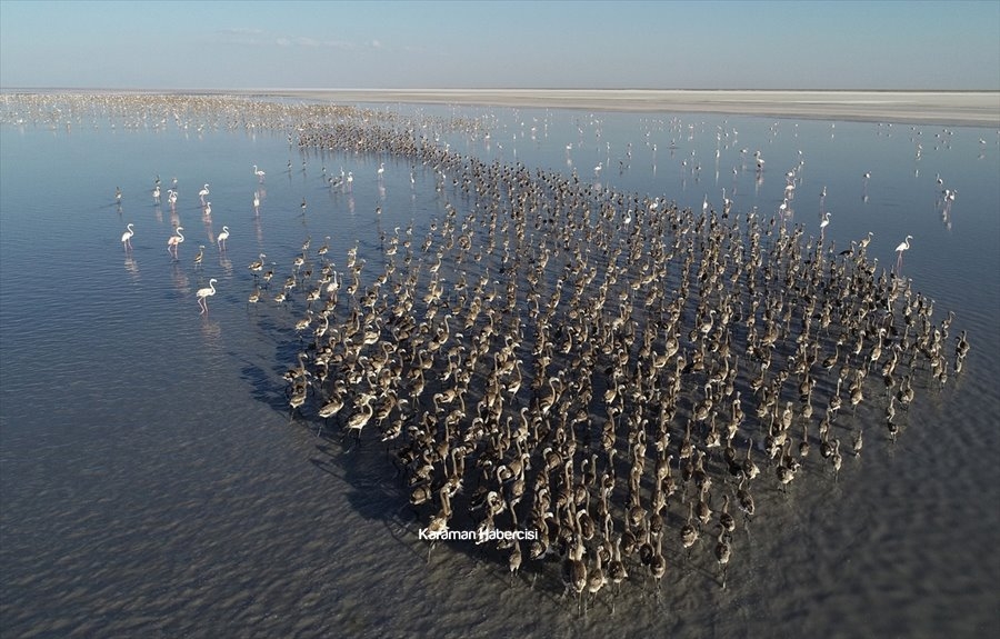 Tuz Gölü'nde Yavru Flamingo Şöleni 29