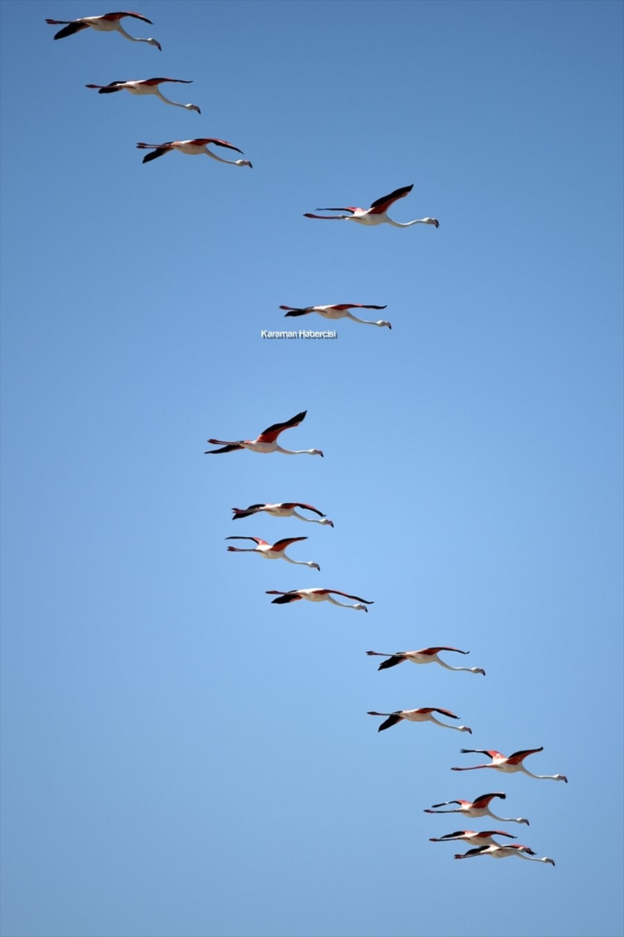 Tuz Gölü'nde Yavru Flamingo Şöleni 3