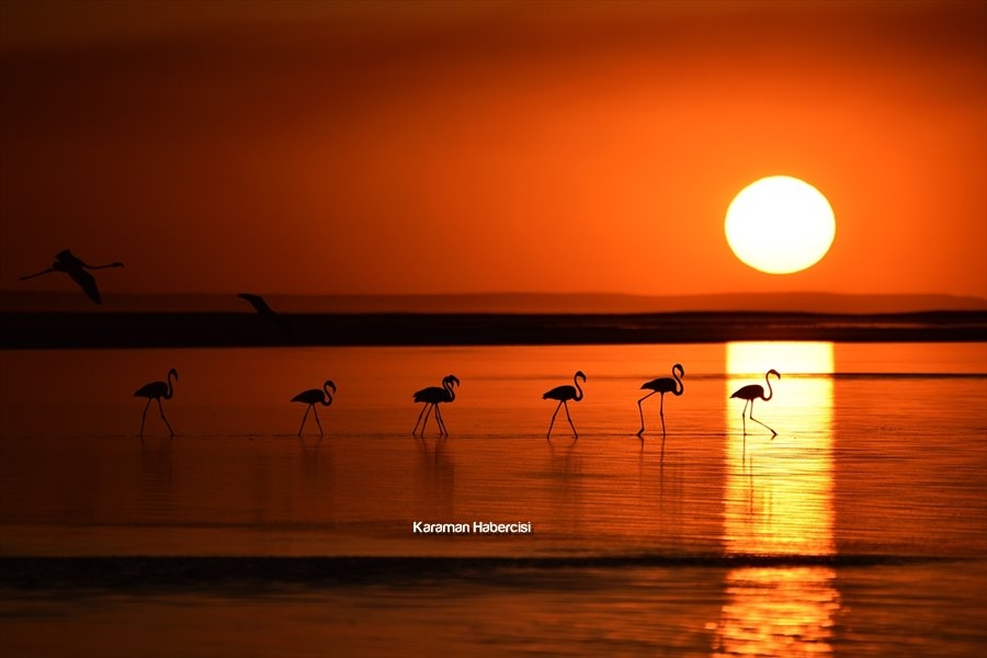 Tuz Gölü'nde Yavru Flamingo Şöleni 4
