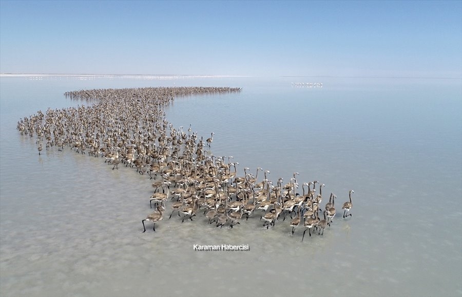 Tuz Gölü'nde Yavru Flamingo Şöleni 6