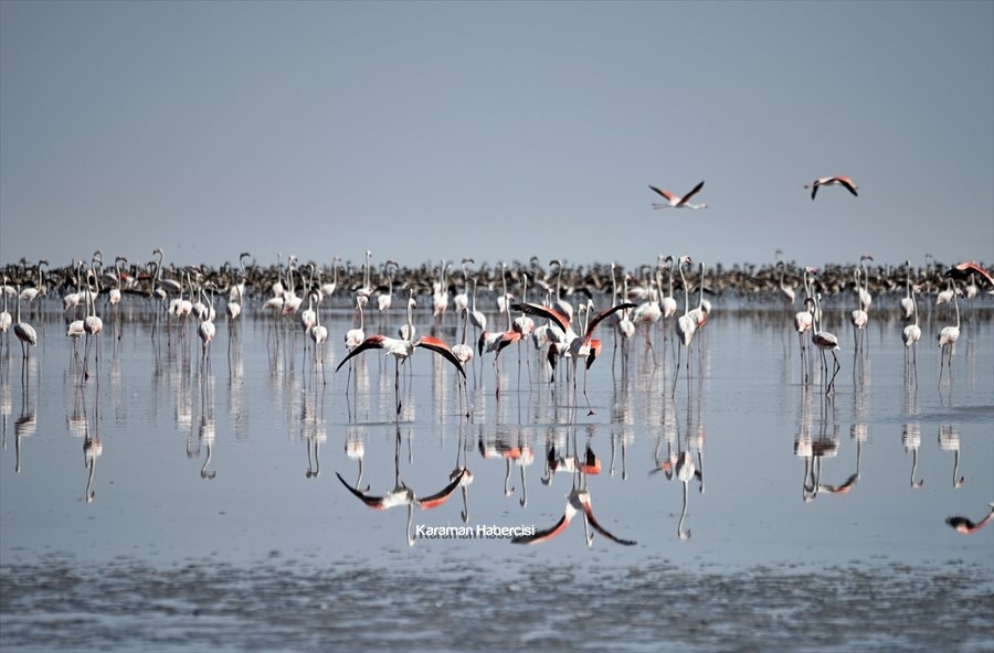 Tuz Gölü'nde Yavru Flamingo Şöleni 7
