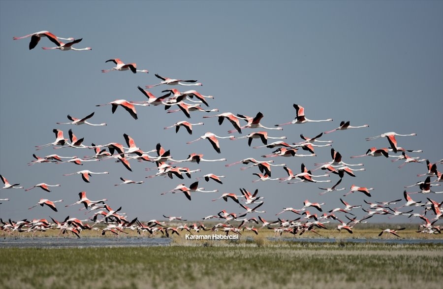 Tuz Gölü'nde Yavru Flamingo Şöleni 8