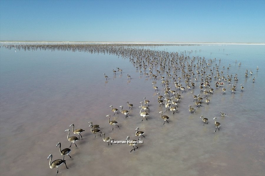 Tuz Gölü'nde Yavru Flamingo Şöleni 9
