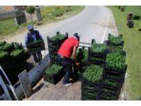 Karaman'a 60 Bin Çiçek Ekildi