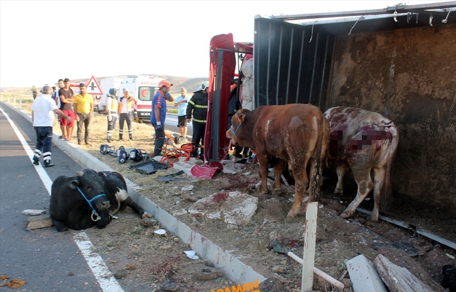 Aksaray'da büyükbaş hayvan yüklü tır devrildi 2