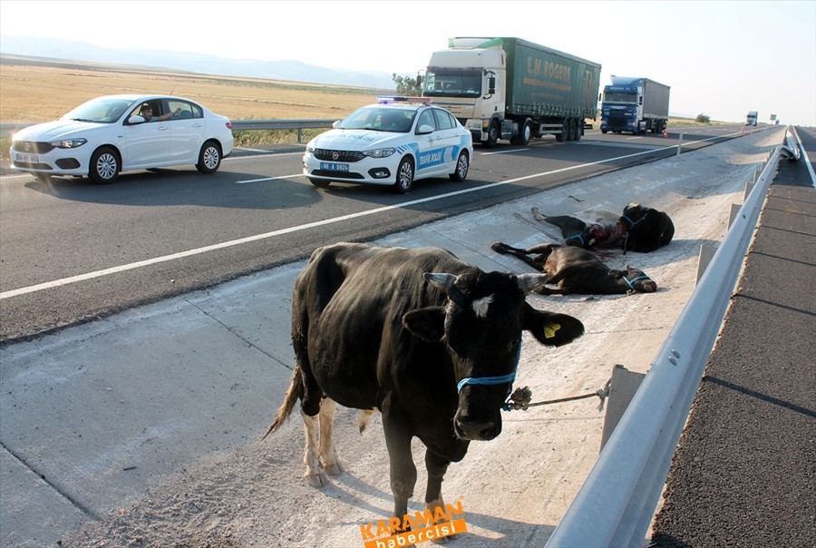 Aksaray'da büyükbaş hayvan yüklü tır devrildi 3