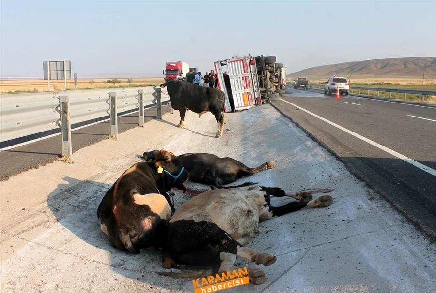 Aksaray'da büyükbaş hayvan yüklü tır devrildi 5