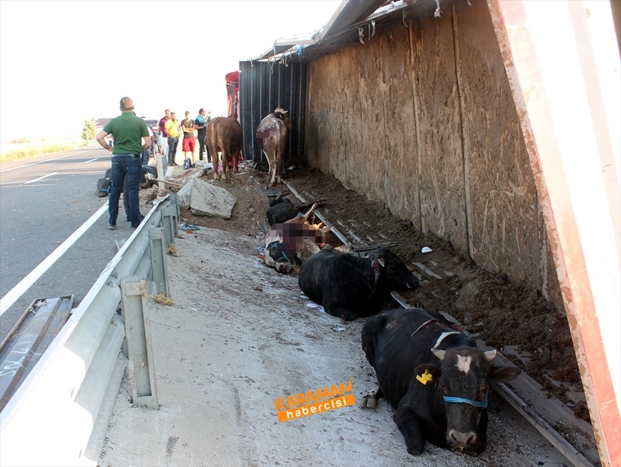 Aksaray'da büyükbaş hayvan yüklü tır devrildi 6