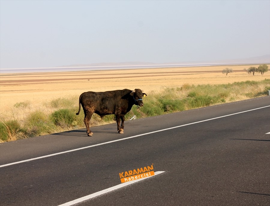 Aksaray'da büyükbaş hayvan yüklü tır devrildi 8