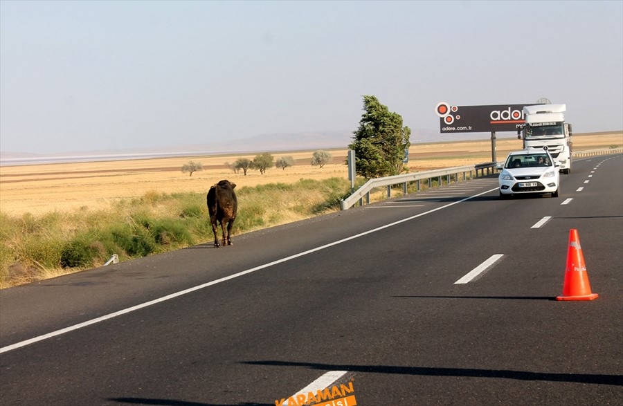 Aksaray'da büyükbaş hayvan yüklü tır devrildi 9