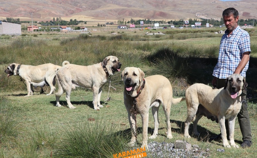 Aksaray Malaklısının Geçmişi 10