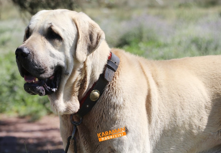 Aksaray Malaklısının Geçmişi 2