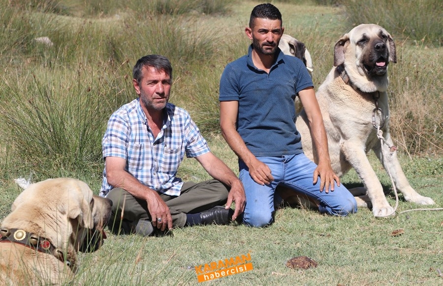 Aksaray Malaklısının Geçmişi 3