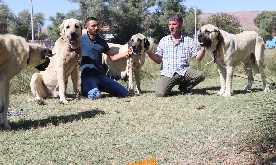 Aksaray Malaklısının Geçmişi 4