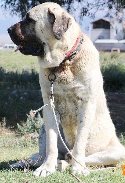 Aksaray Malaklısının Geçmişi 5