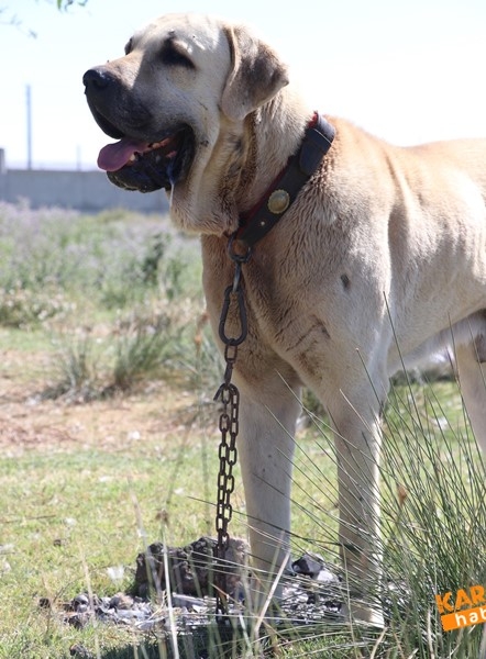 Aksaray Malaklısının Geçmişi 6